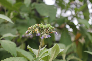 A bunch of flower buds with a stalk blooming. Side view