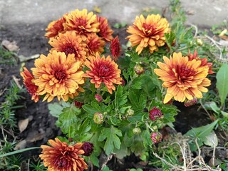 A beautiful autumn flower is the orange chrysanthemum.