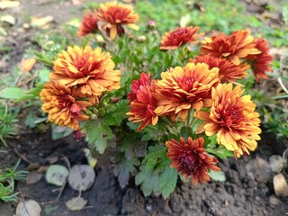 A beautiful autumn flower is the orange chrysanthemum.