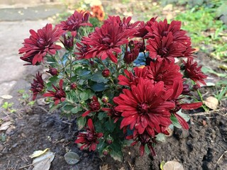 A beautiful autumn flower - a burgundy chrysanthemum