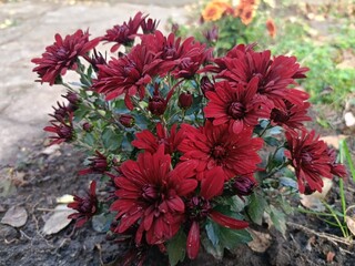 A beautiful autumn flower - a burgundy chrysanthemum