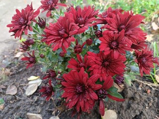A beautiful autumn flower - a burgundy chrysanthemum