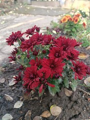 A beautiful autumn flower - a burgundy chrysanthemum
