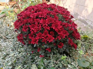 A beautiful autumn flower - a burgundy chrysanthemum