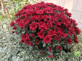 A beautiful autumn flower - a burgundy chrysanthemum