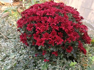  A beautiful autumn flower - a burgundy chrysanthemum