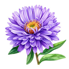 Detailed illustration of a vibrant purple aster flower with yellow center and green leaves