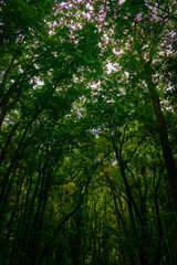 August 21, 2025. Bohol, Philippines. Lush canopy and scenic roadway in Bilar Man-Made Forest.