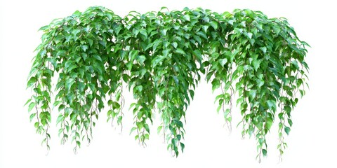 Fototapeta premium Lush green hanging vine with abundant heart shaped leaves and trailing branches