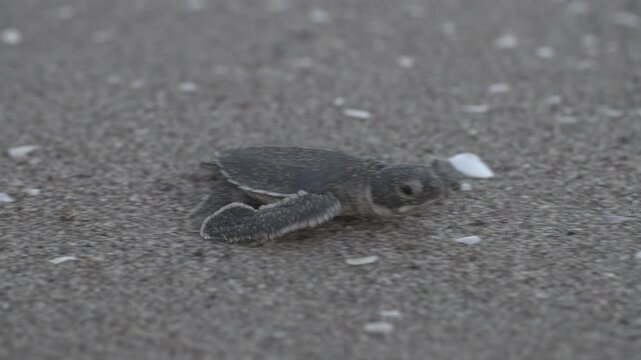 A baby marine turtle is running on the sand in slow motion.