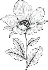 Detailed botanical flower line drawing with serrated leaves textured petals and visible stamens