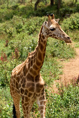 Nairobi, Kenya - October 18th 2025 - Giraffe Center