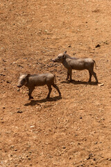 Nairobi, Kenya - October 18th 2025 - Baby Warhogs at Giraffe Center