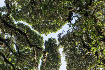 A dramatic low-angle view of towering tropical jungle trees reaching toward the sky. Soft sun rays and gentle light stream beautifully through the dense, vibrant green foliage and branches
