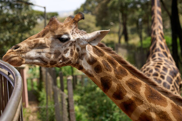Nairobi, Kenya - October 18th 2025 - Giraffe Center