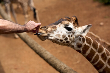 Nairobi, Kenya - October 18th 2025 - Giraffe Center, Hand Feeding a Giraffe
