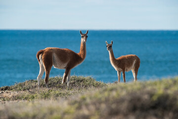 Mother and baby Guanaco, Peninsula Valdes, Chubut Province, Patagonia, Argentina.