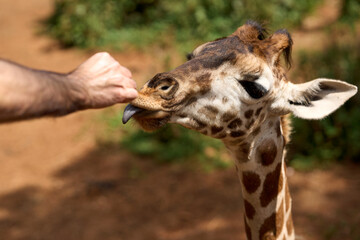 Nairobi, Kenya - October 18th 2025 - Giraffe Center, Hand Feeding a Giraffe
