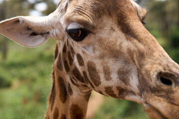 Nairobi, Kenya - October 18th 2025 - Close up of Giraffe Eye at Giraffe Center