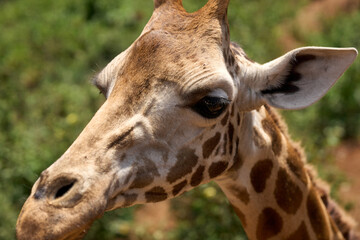 Nairobi, Kenya - October 18th 2025 - Close up of Giraffe Head at Giraffe Center