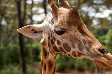Nairobi, Kenya - October 18th 2025 - Close up of Giraffe Head at Giraffe Center