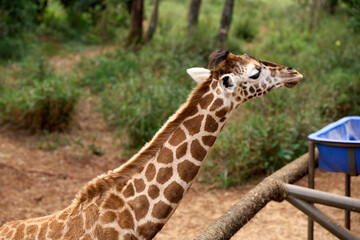 Nairobi, Kenya - October 18th 2025 - Giraffe Center