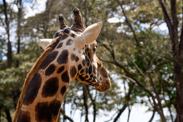 Nairobi, Kenya - October 18th 2025 - Close up of Giraffe Eye at Giraffe Center