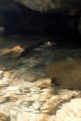Close-up of a mayfly flying above the surface of a crystalline river. The clear water reveals natural textures and light reflections, while the delicate insect hovers in motion