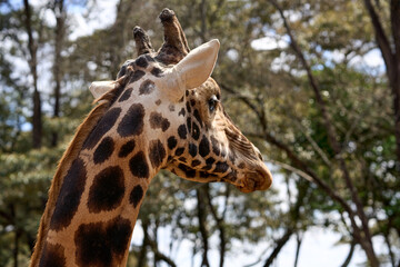 Nairobi, Kenya - October 18th 2025 - Close up of Giraffe Eye at Giraffe Center