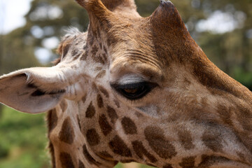 Nairobi, Kenya - October 18th 2025 - Close up of Giraffe Eye at Giraffe Center