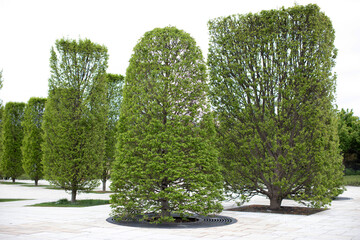 
Green trees in different shape in garden, alley for walking