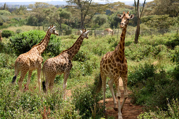Nairobi, Kenya - October 18th 2025 - Giraffe Center