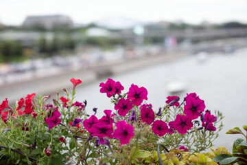Vibrant pink petunias blooming by a city river