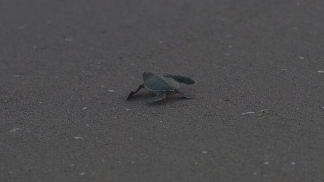 A baby sea turtle running on sand. Gets tired and resumes running. A natural shot in slow motion.