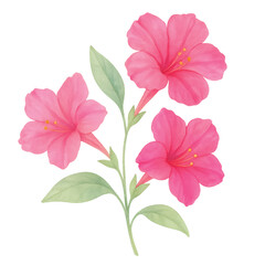 soft_magenta_zinnia_flowers_watercolor