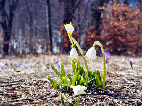 white bulbous bells born in the yellow winter grass on the ridge of Mount Caio in the Parma Apennines