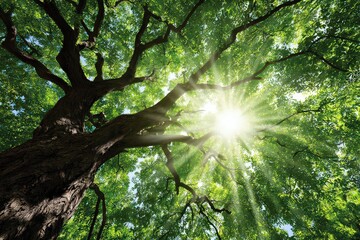 Sunburst Through Green Canopy of a Tall Tree with Sunlight Filtering Through Leaves and a Textured Trunk Against a Bright Sky