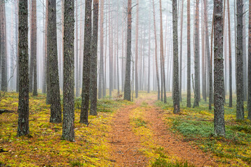 Fototapeta premium Misty Forest Path with Tall Trees