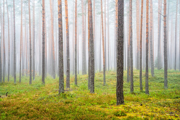 Misty Pine Forest with Green Underbrush
