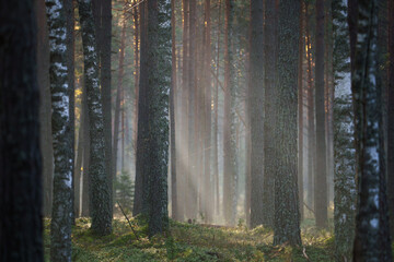 Obraz premium Sunlight Filtering Through Misty Forest