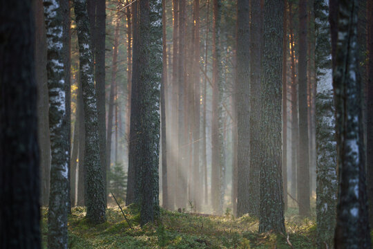 Sunlight Filtering Through Misty Forest