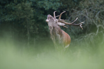 Red Deer Stag in Forest Clearing