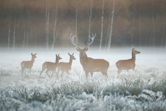 Deer in Frosty Winter Landscape