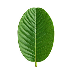 Obraz premium A symmetrical green leaf split down the middle with a black background