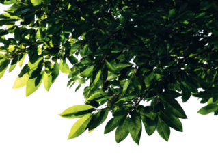 Vibrant green foliage bathed in sunlight against a deep shadowed backdrop isolated on transparent background
