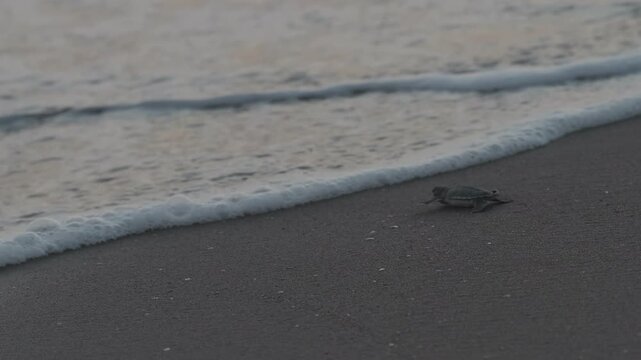 A baby sea turtle is approaching to the sea by the waves. A late hour shot in slow motion.