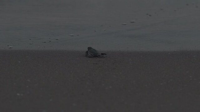 A baby sea turtle reaches to the sea. A late hour natural shot with a blank info screen area below in slow motion.