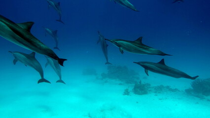 Dolphins. Spinner dolphin. Stenella longirostris is a small dolphin that lives in tropical coastal waters around the world. 