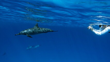 Fototapeta premium Dolphins. Spinner dolphin. Stenella longirostris is a small dolphin that lives in tropical coastal waters around the world. 