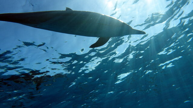 Dolphins. Spinner dolphin. Stenella longirostris is a small dolphin that lives in tropical coastal waters around the world. 